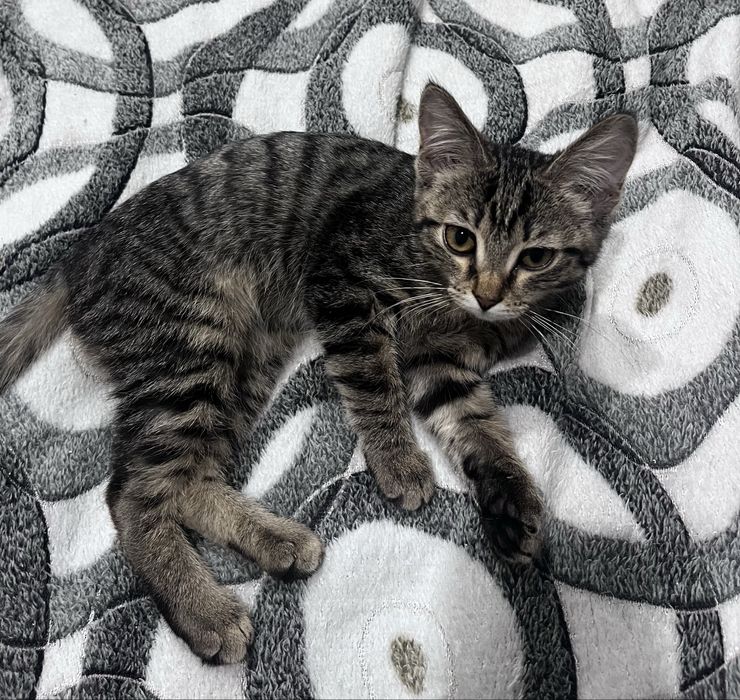 Отдам даром кошечку