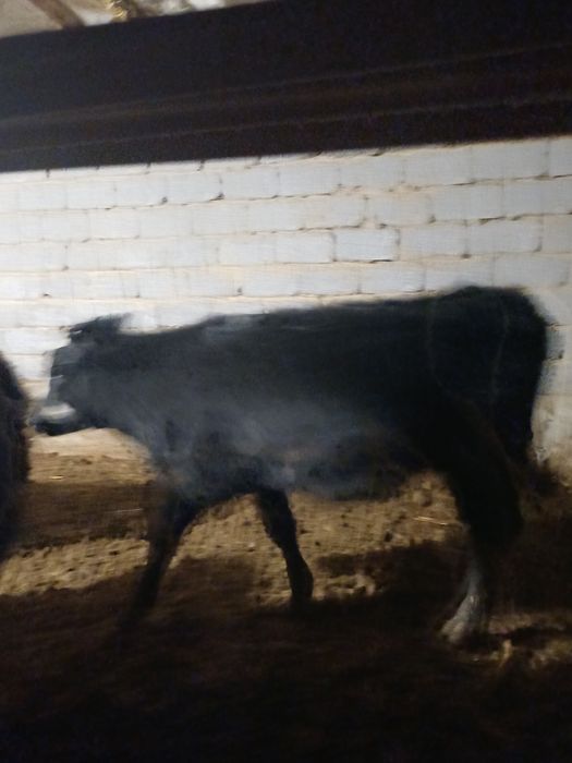 Денсаулыгы ишип жеуы жаксы карынды малдар