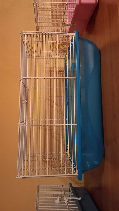 Hamsteri Pitici Campbell