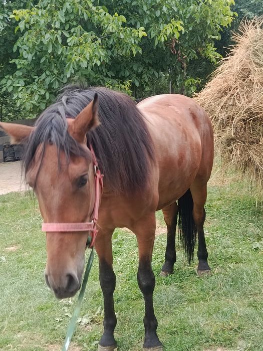 Vând mânză de 2