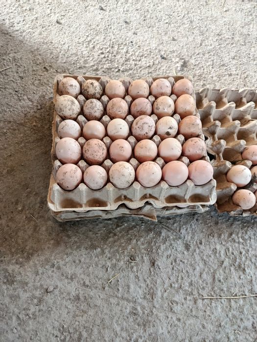 Damashniy tuxum sotiladi