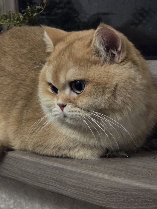 вязка с котом BRI-12