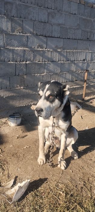 Алабай еркек 2,5 год