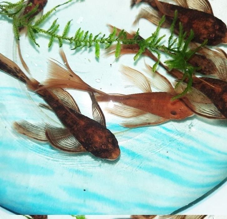 Сомы Lda-016, 10-11 сантиметров.