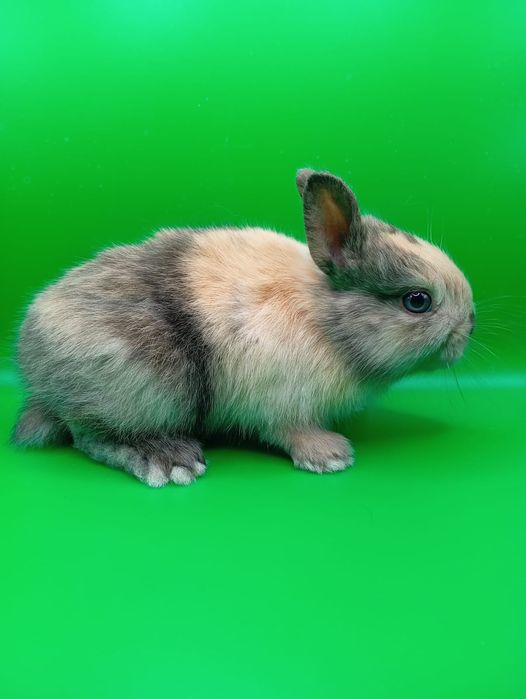 Кролики декоративные минник
