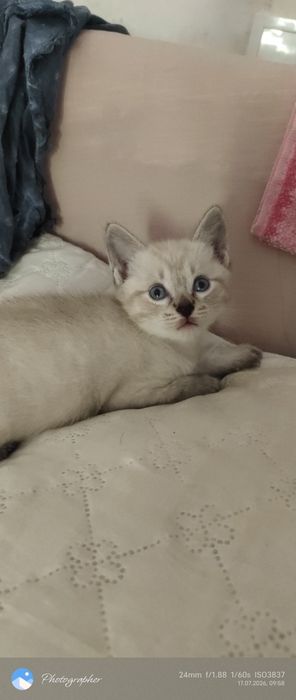 Котята возраст 1 мес