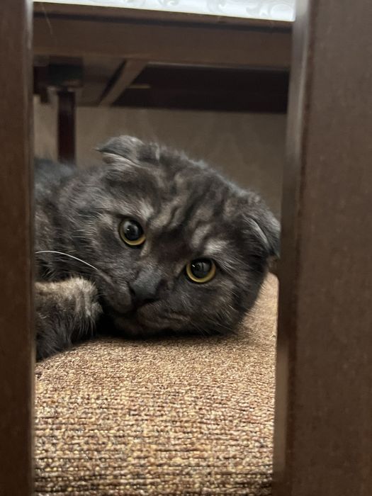 Вислаухий кот отдам