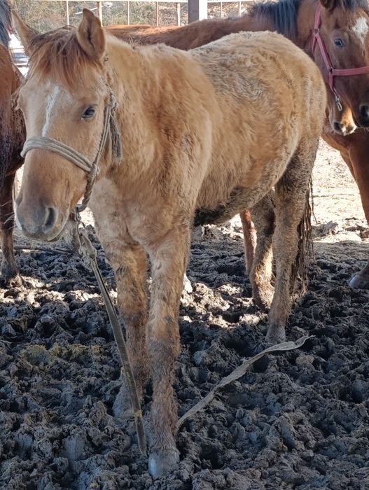 Жылкы . Соғым.Байтал. Тай!