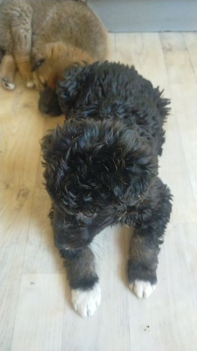 Отдам щенят в добрые руки