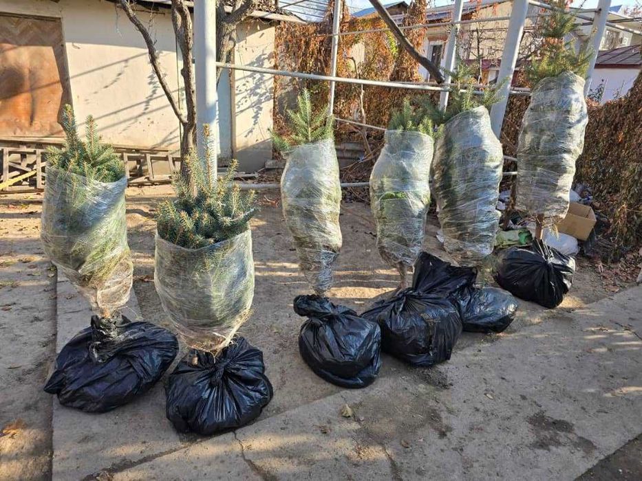 Голубую ель нужно пересаживать Зимой а не Весной