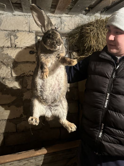 Продам кролики Микс