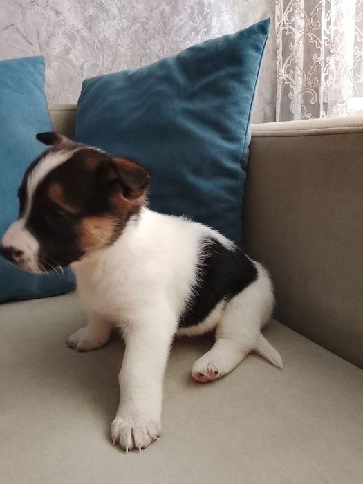 Щеночков очень много,ласковые ,послушные