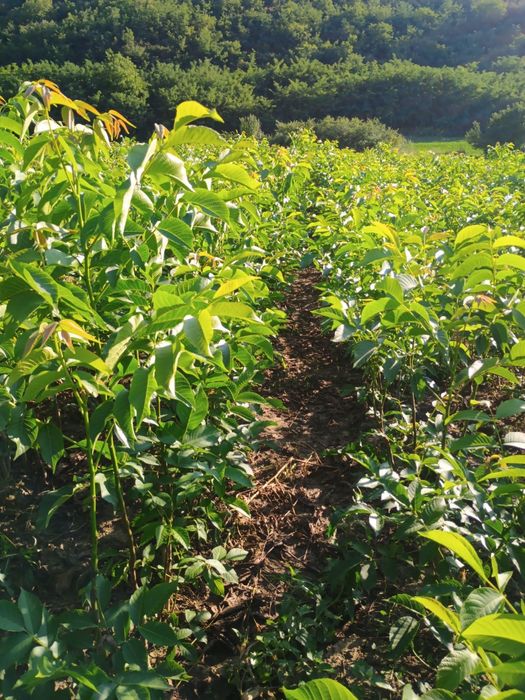 PROMO: Puiet de nuc, la 4 lei, inaltime 80-100 cm, 500 bucati