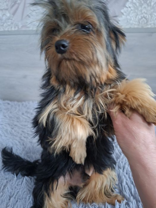 Продаю клубного щенка йорка