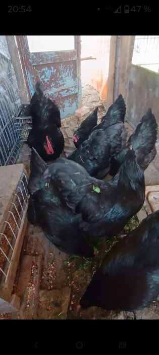 Pui de găină rasa mixta și pitici găini australorp negru