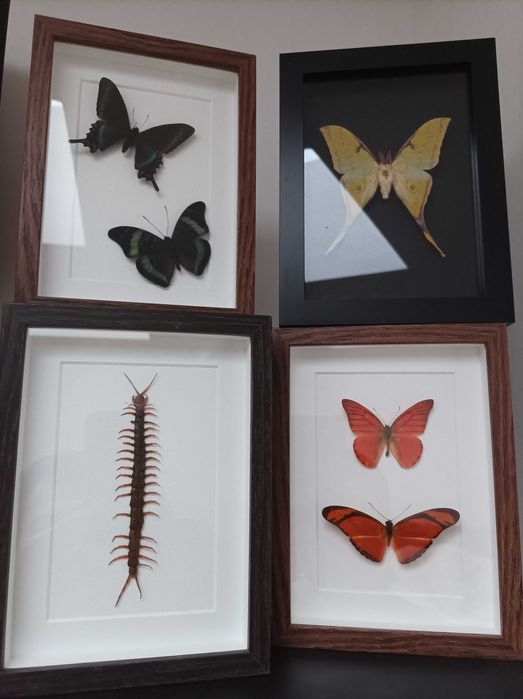 Пеперуди в рамка