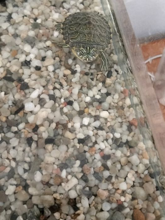 Vand broasca țestoasă