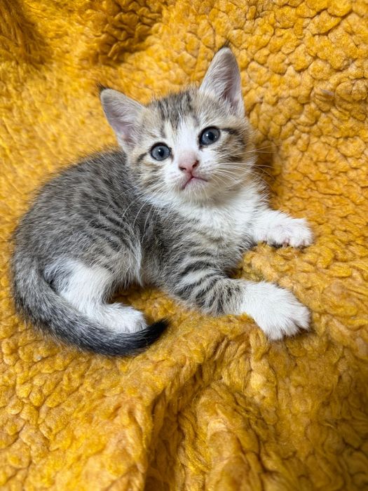 Продам котенка маленький