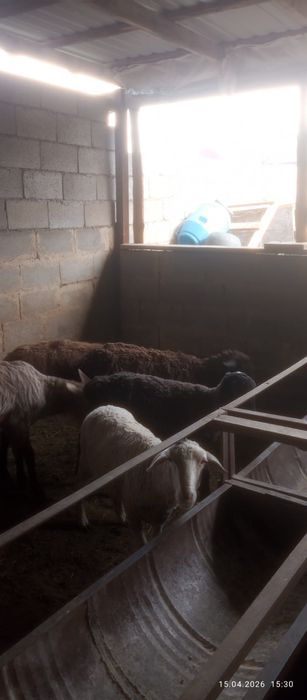 Сатамын саулык койлар 85000 нан