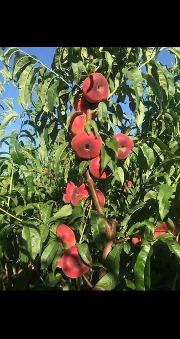 Pomi fructiferi columnari și pitici