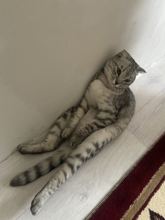 Отдам даром кошку