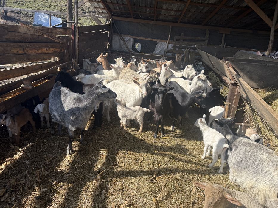 Capre cu iezi disponibile