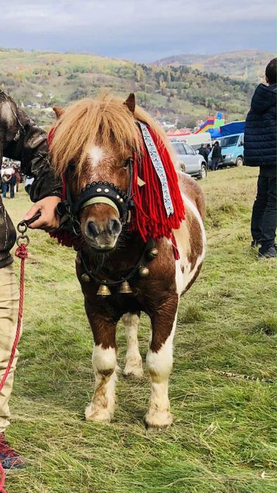 Ponei tărcat pt montă