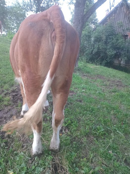 Vând o vacă și o junincă