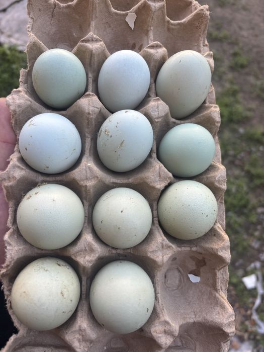 Продам инкубационный яицо