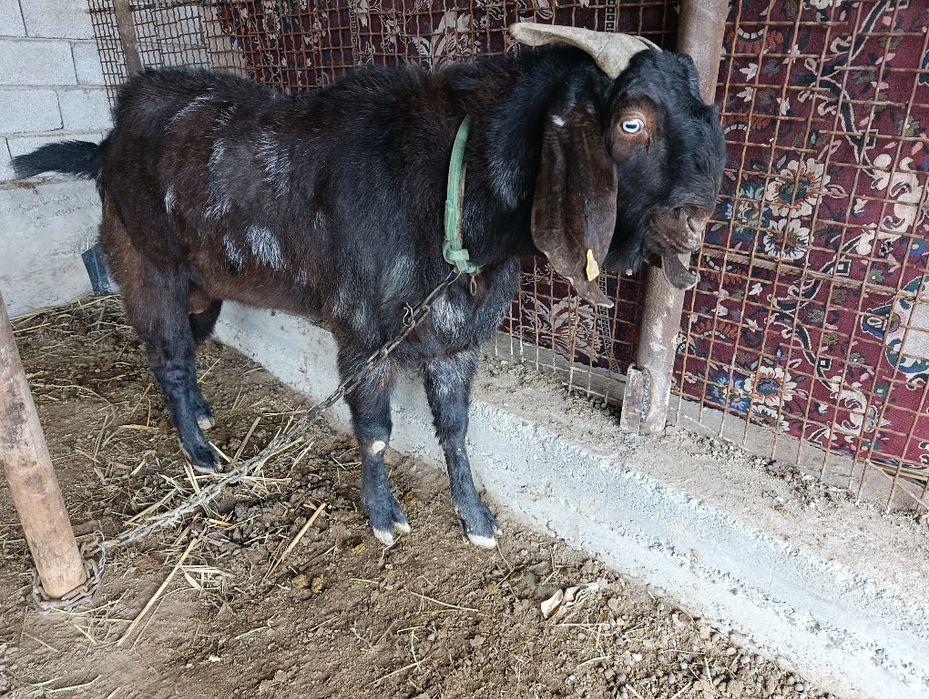 Теке. Казел. Парода битал пакестанский