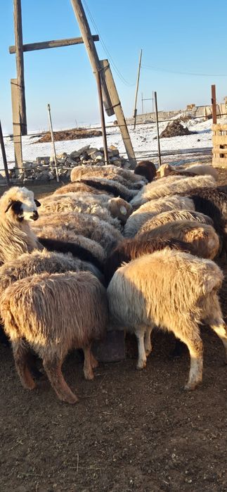 Тоқтылаар сатылады, сойылыпта