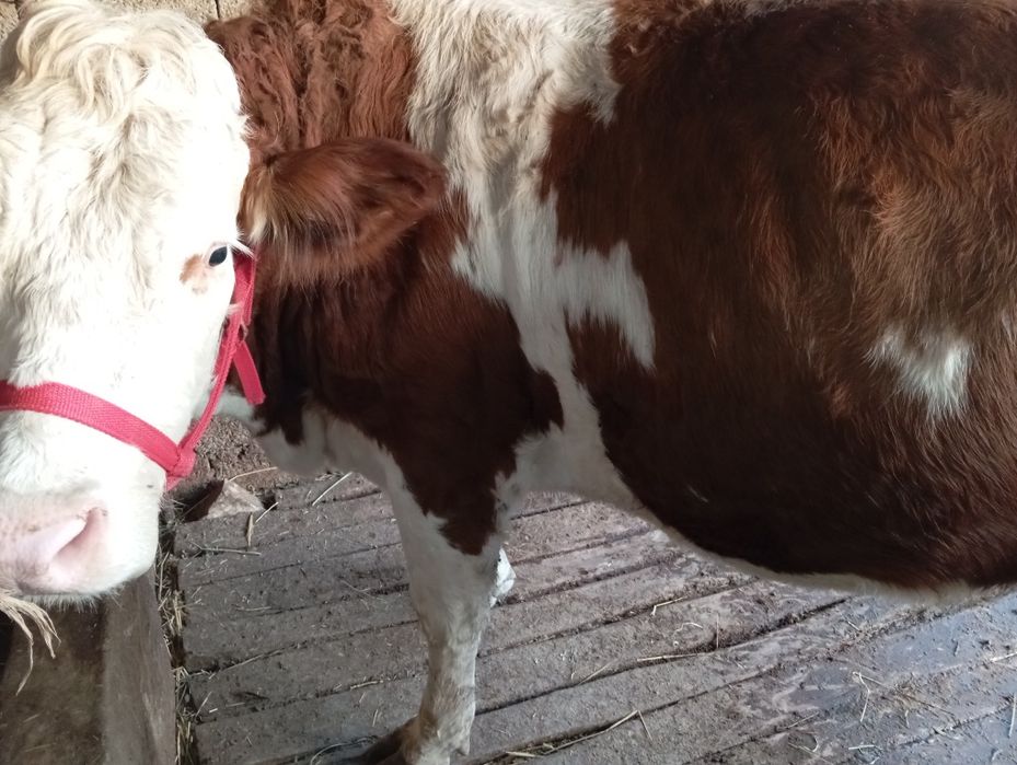 Tozza avtriskiy smental bozor gʻonjin 1 bolasiga bogʻoz