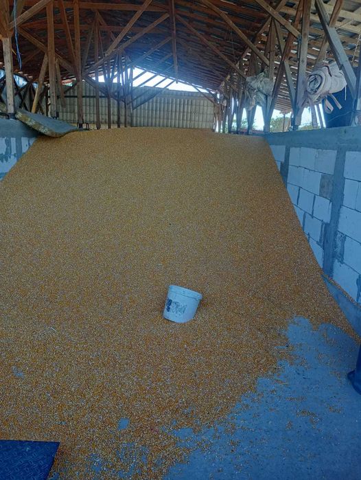 Porumb si porumb sticlos