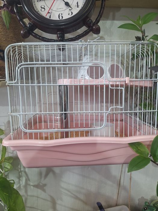 Продам сирийских хомячков))