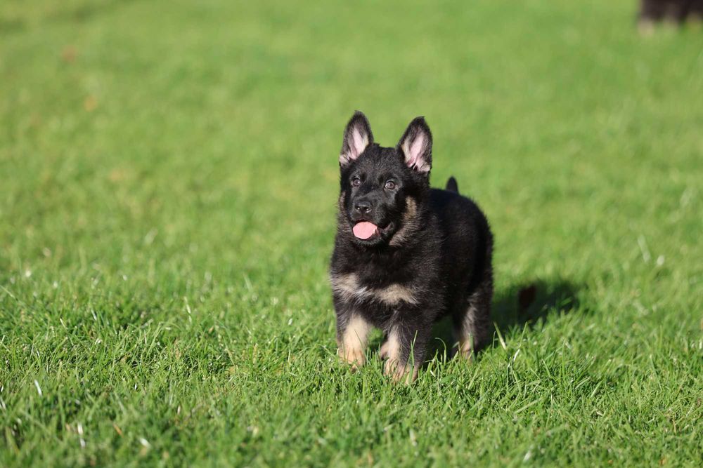 Ciobanesc German Linie de lucru spate drept Canisa autorizata