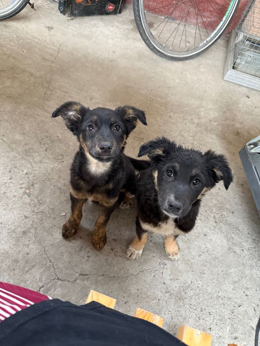 Пристраиваются щенки дворняжки
