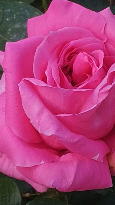 Роза, атиргул кучати