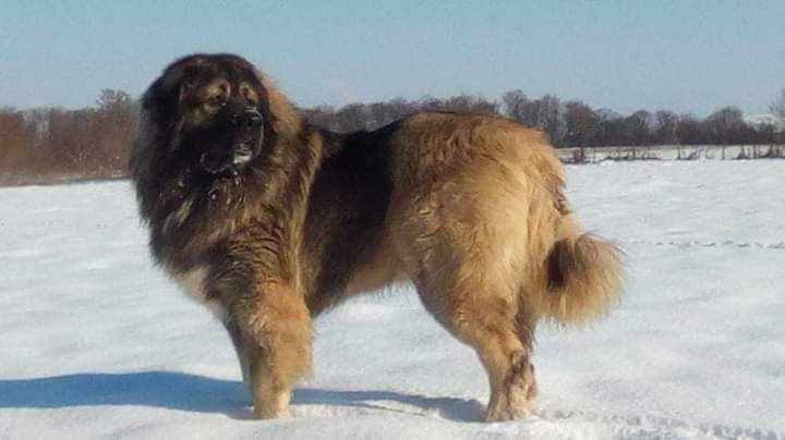 Femela ciobanesc caucazian cu pedigree