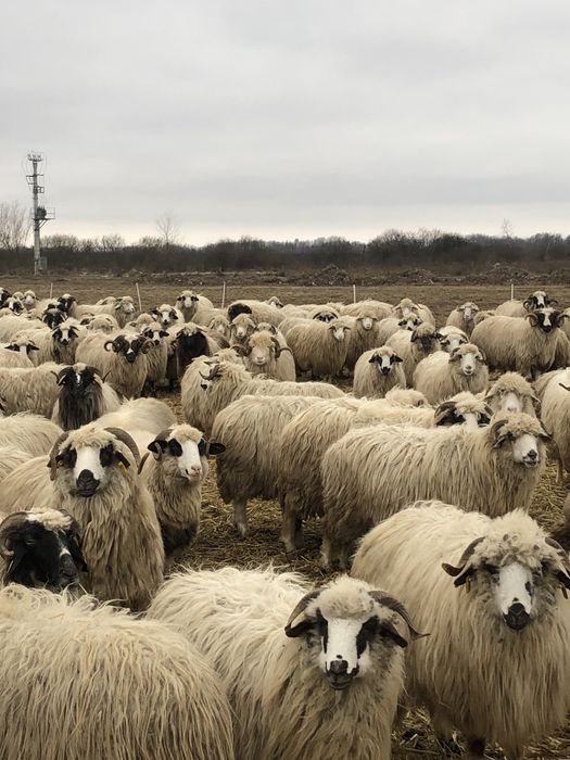 Vand 45 de oi țurcane tinere
