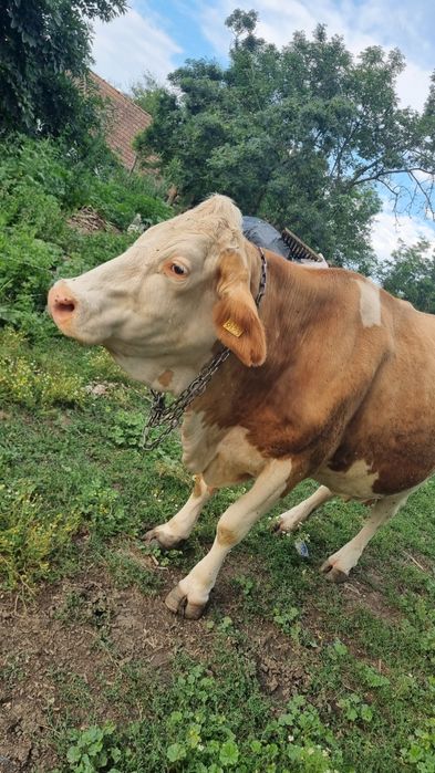 Vacă de vînzare .