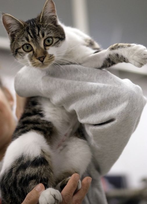 Женско коте на 6 месеца кастрирана