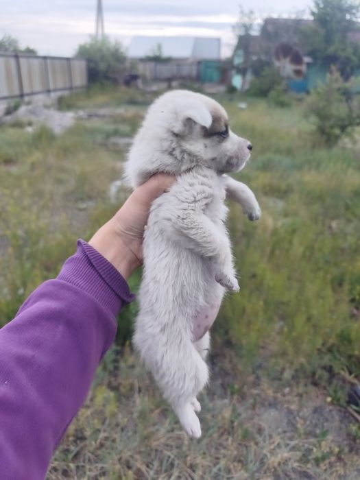 Отдам щенят в добрые руки