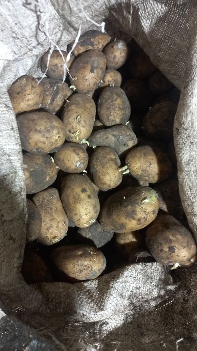 В продаже семенной картофель , двух сортов.