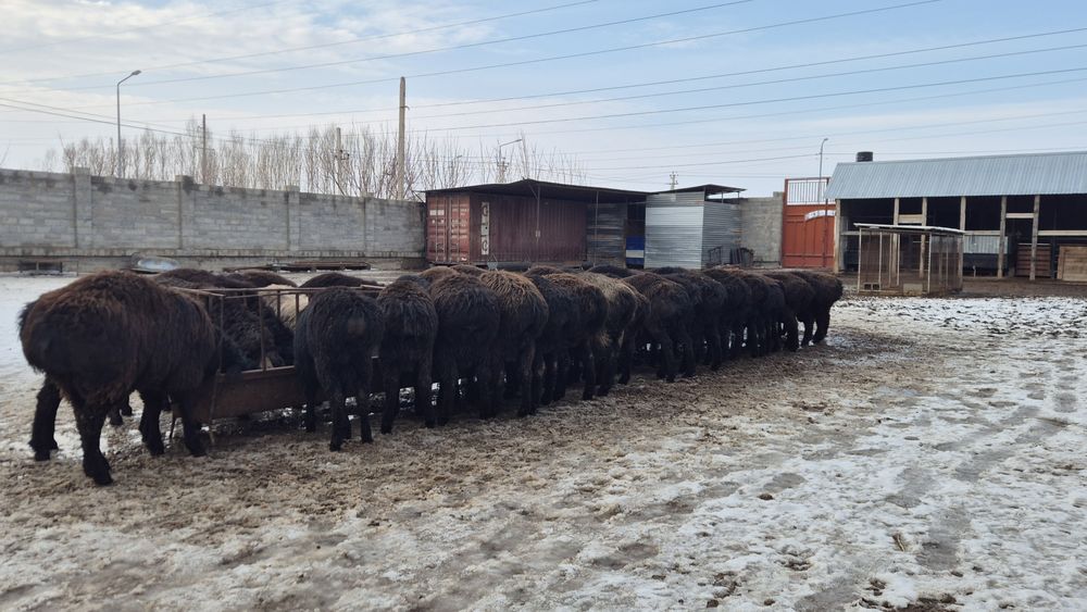 Қошқарлар. Парода