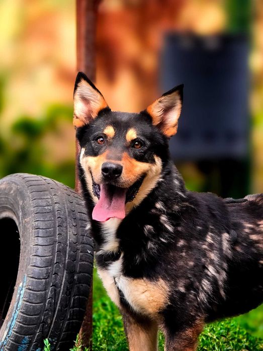 Câini pentru adopție – oferă-le o șansă la o viață mai bună
