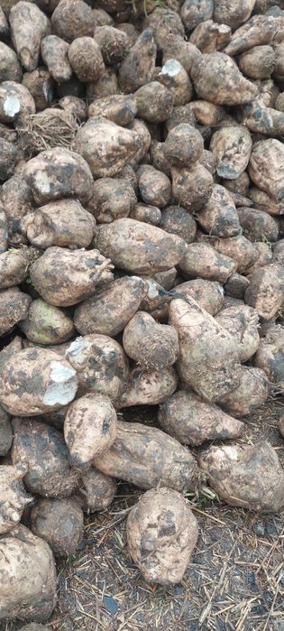 Sfecla pentru animale