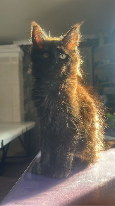 Котята мейнкуны девочка!