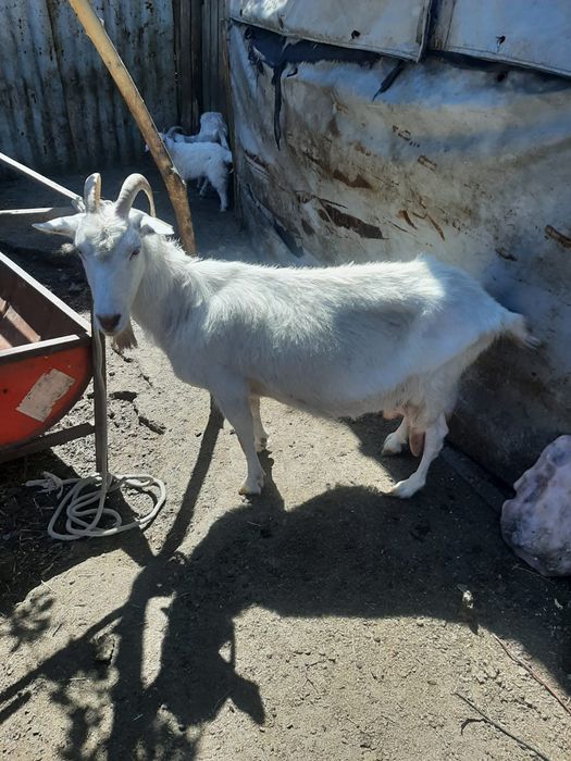 коза продам астана