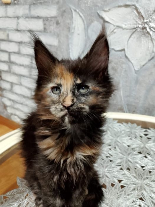 Красивая девочка породы Мейн-кун