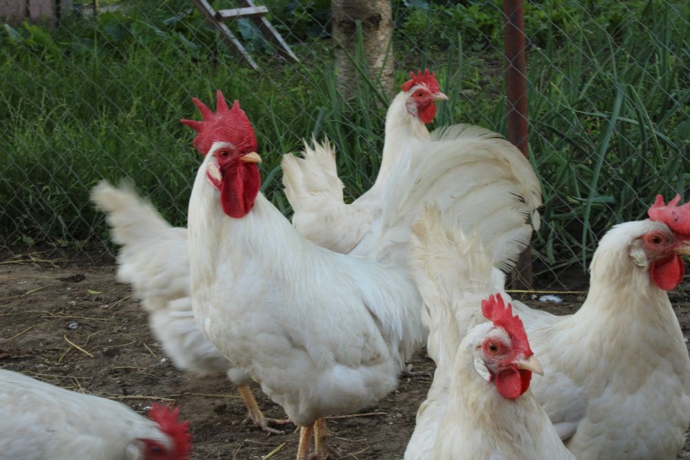 Leghorn - găini, cocoși